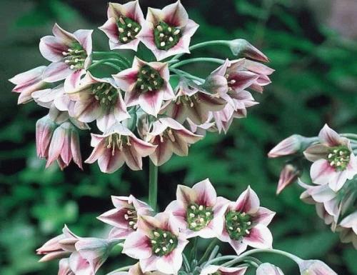 Лук декоративный болгарский. Высокорослые сорта