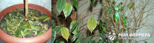 Фикус Бенджамина осыпаются листья, что делать. Почему фикус Бенджамина сбрасывает листья?