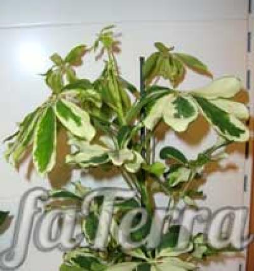 Schefflera arboricola уход. Шеффлера виды