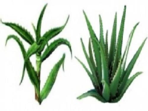 Как выглядит лечебное алоэ вера. Чем отличаются столетник и алоэ вера