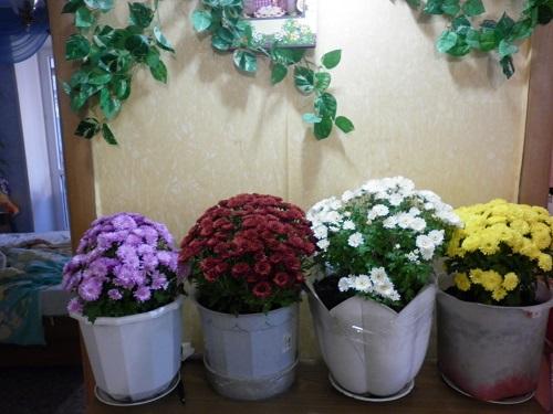 Хризантема мультифлора в сибири. Выращивание хризантемы мультифлора