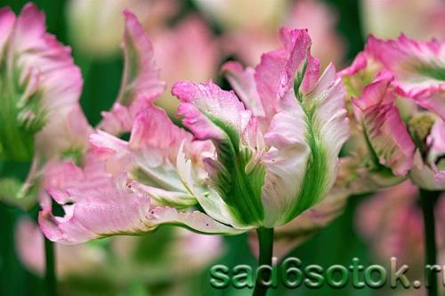 Тюльпаны Попугайные сорта. Попугайные