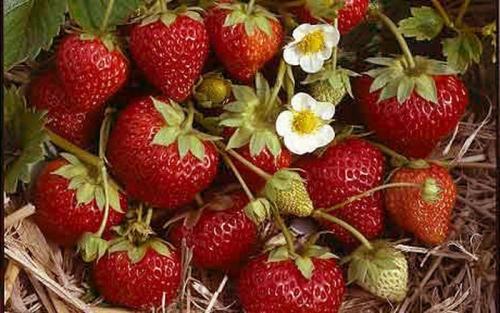 Ремонтантная клубника уход посадка и пересадка осенью