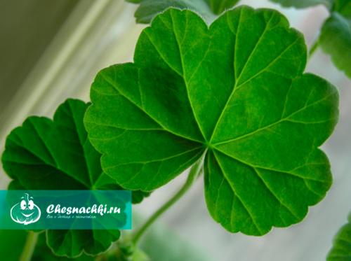 Герань душистая польза. Лечебные свойства и противопоказания герани душистой