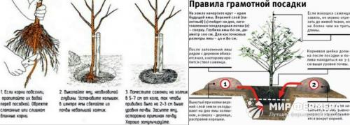 Плодовые деревья названия. Фруктовые деревья для сада