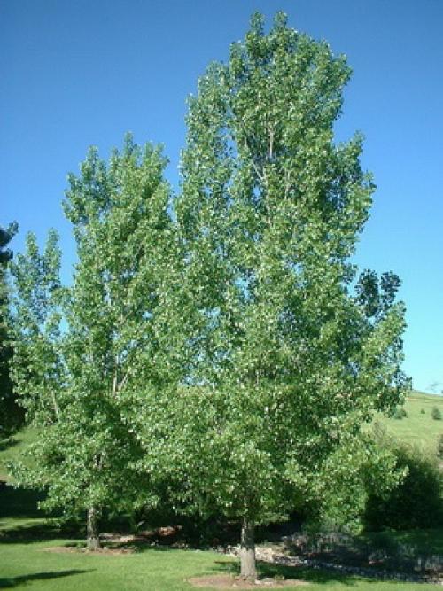 Название деревьев В России. Лиственные деревья и кустарники: названия и фото