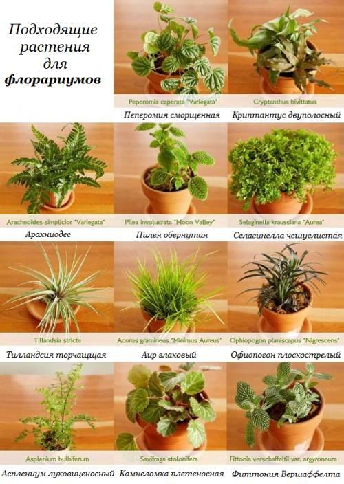 Растения в банках. Какие растения подходят для разведения за стеклом