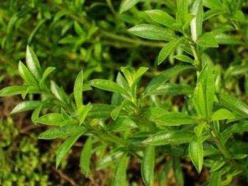 Чабер огородный Ароматный многолетний. Сорта и виды