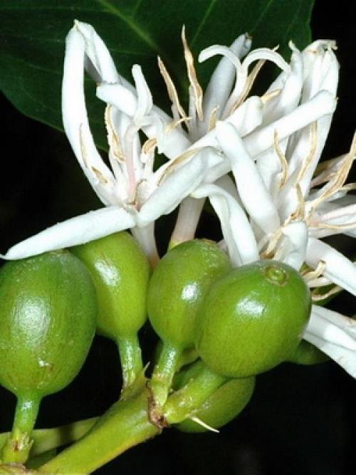 Кофейное дерево обрезка. Как выглядит кофейное дерево: описание растения