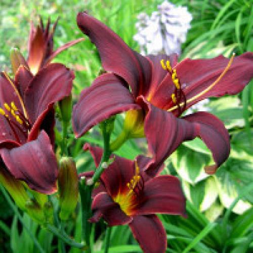 Отцвели лилейники. Лилейники