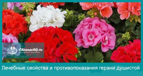 Герань душистая польза. Лечебные свойства и противопоказания герани душистой