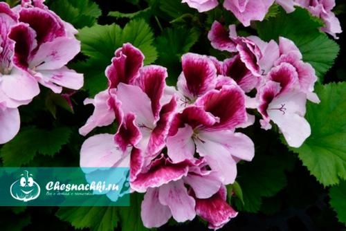 Герань душистая польза. Лечебные свойства и противопоказания герани душистой