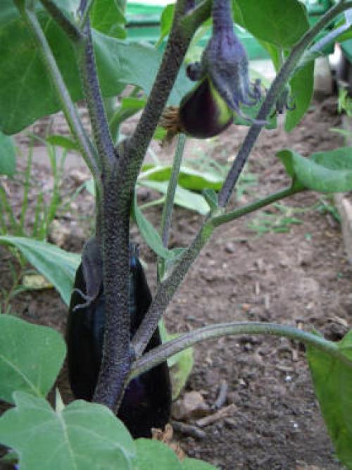 Баклажан, как овощная культура. Баклажан - овощ долголетия