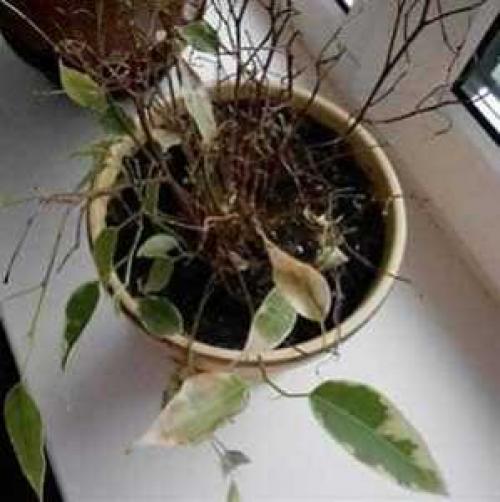 У фикуса желтеют сохнут листья почему. Почему у фикуса опадают листья