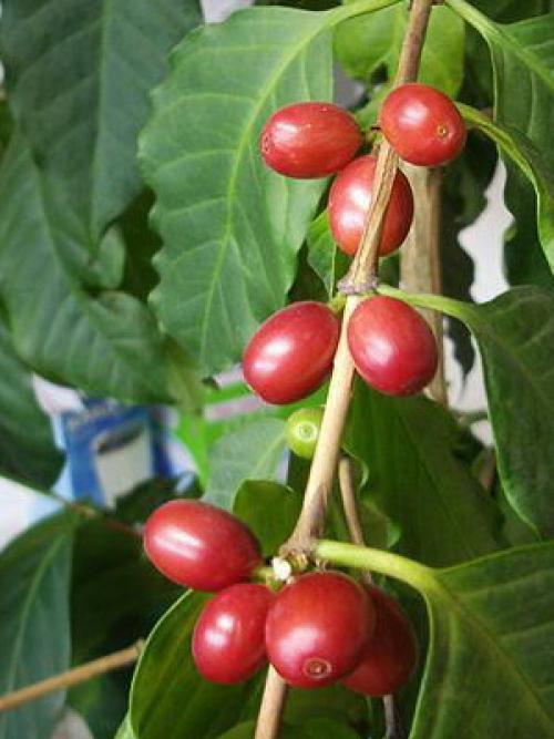 Кофейное дерево обрезка. Как выглядит кофейное дерево: описание растения