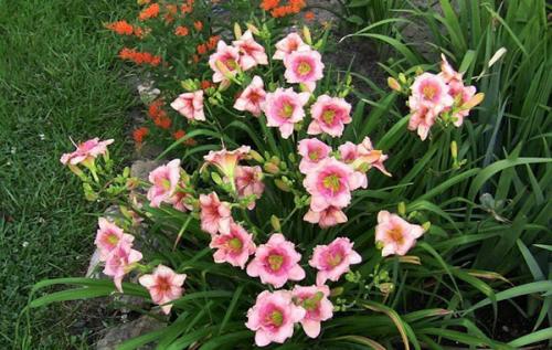 Что не любит Лилейник. Посадка и уход в открытом грунте на даче за лилейниками