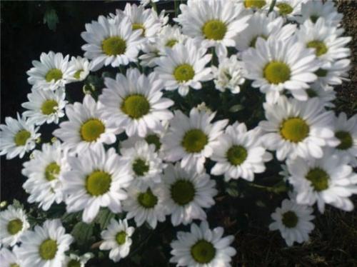 Зеленая хризантема. Мелкоцветковая и крупноцветковая хризантема кустовая. Фото и название