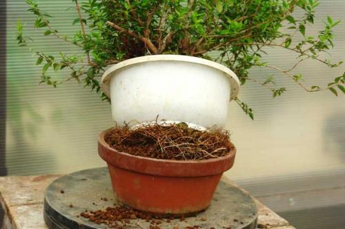 Мирт уход в домашних условиях пересадка после покупки. Пересадка мирта