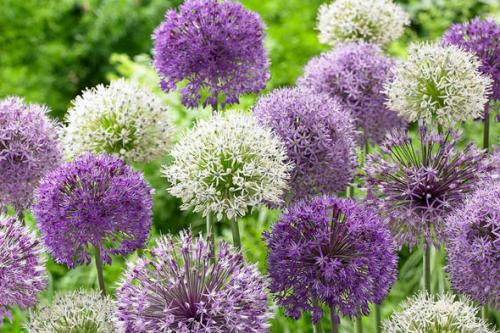 Как хранить луковицы декоративного лука. Декоративный лук: посадка и уход в открытом грунте