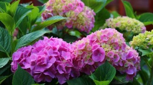 Чем отличается гортензия метельчатая от древовидной. Общее описание растения