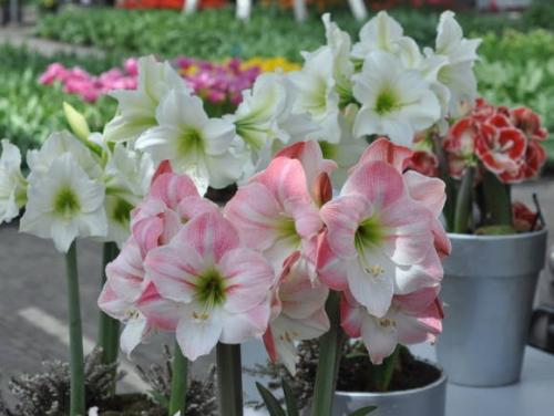 Когда лучше пересаживать амариллис. Готовим амариллисы* к покою и весенней выгонке