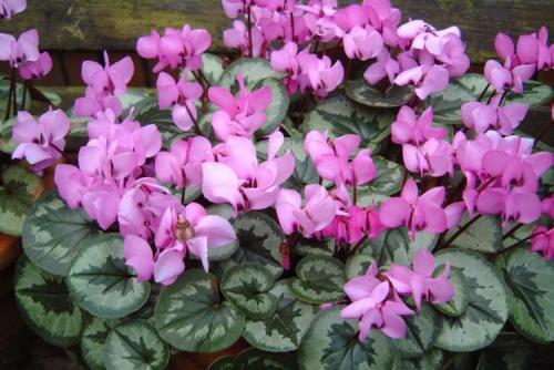 Цикламен персидский из семян