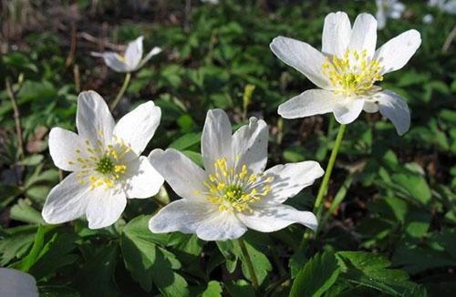 Выращиваем на даче различные виды и сорта анемонов