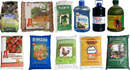 Болезни и вредители лавра благородного. Лавр: уход дома и в саду