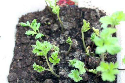 Анемона корончатая зимостойкость. Как посадить анемону на рассаду: подготовка грунта и материала