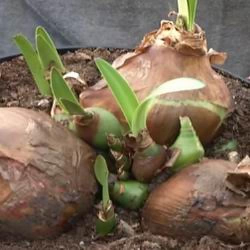 Когда можно пересаживать амариллисы в домашних. Амаралисовые цветы пересадка посадка