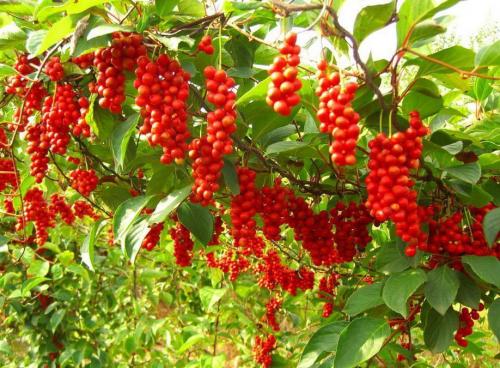 Лимонник дальневосточный — лечебные свойства и противопоказания