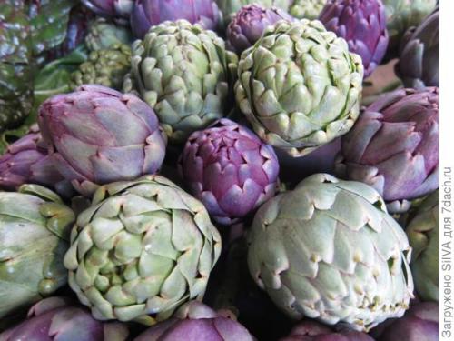 Артишок настоящий. Вся правда об артишоках. Посадка и уход