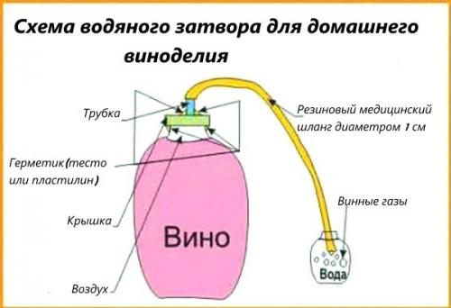 Вино из старого яблочного сока. Домашнее вино из натурального яблочного сока: специфика приготовления