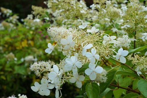 Гортензия метельчатая паникулата Долли. Гортензия метельчатая Долли (Dolly)