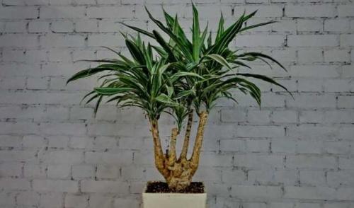 Обрезка драцены. Для чего нужна обрезка драцены