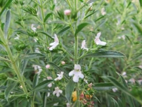 Чабер огородный Ароматный многолетний. Сорта и виды