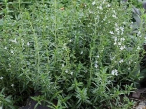 Чабер огородный Ароматный многолетний. Сорта и виды