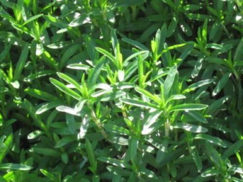 Чабер огородный Ароматный многолетний. Сорта и виды