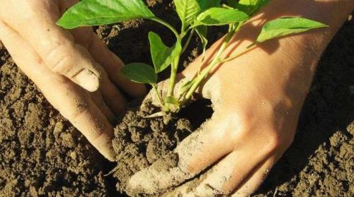 Как сажать флоксы многолетние семенами. Выращивание многолетних флоксов из семян