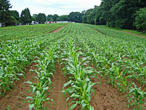 Сахарная кукуруза краснодарские сорта. 1 Краткий обзор сортов кукурузы