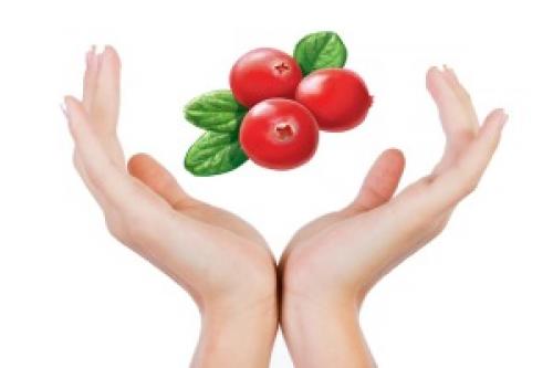 Брусника это дикорастущее растение. Как выглядит и где растет ягода брусника