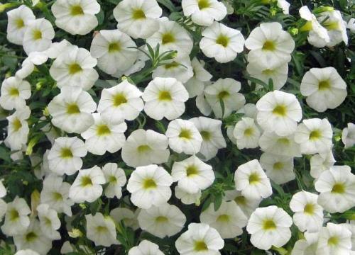 Ядовитые растения семейства пасленовых. Растения семейства пасленовых