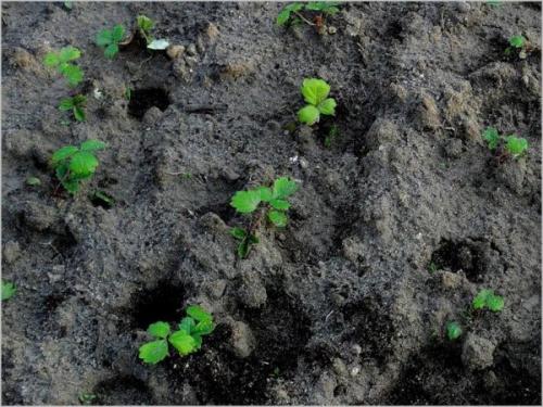 Ремонтантная клубника уход посадка и пересадка осенью