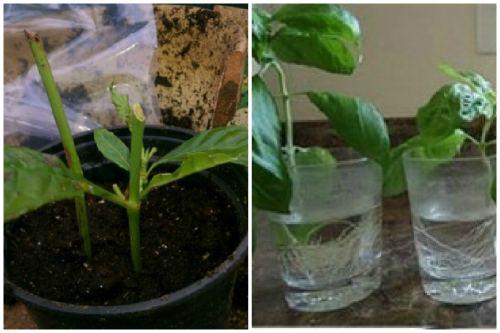 Кофейное дерево декоративное. Кофейное дерево- все о выращивании кофе в домашних условиях