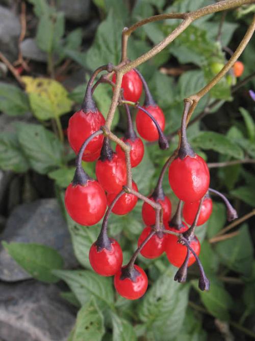 Ядовитые растения семейства пасленовых. Растения семейства пасленовых