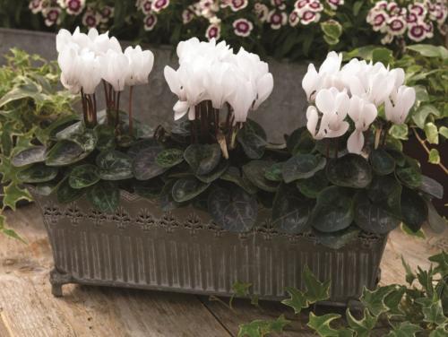 Цикламен персидский уход после покупки. Какие условия нужно создать дома