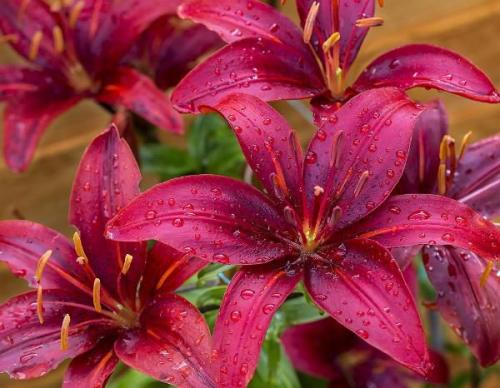 Чем подкормить лилейник осенью. Особенности ухода за лилейниками осенью