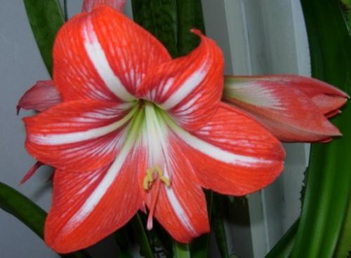 Когда можно пересаживать амариллис. Совет 1: Амариллис: посадка и уход