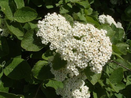 Калина морщинистая. Калина гордовина