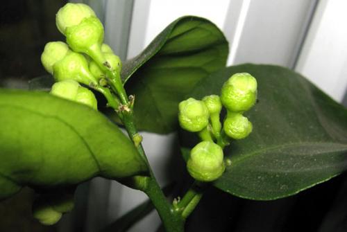 Лимонник комнатный. Учимся выращивать и ухаживать за лимоном дома